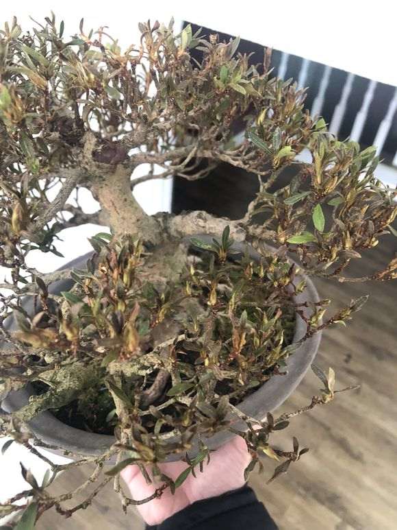 北方室内比较干燥 能养护杜鹃下山桩吗