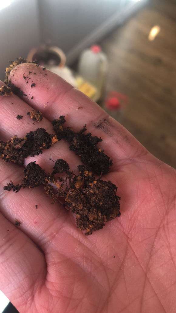 北方室内比较干燥 能养护杜鹃下山桩吗