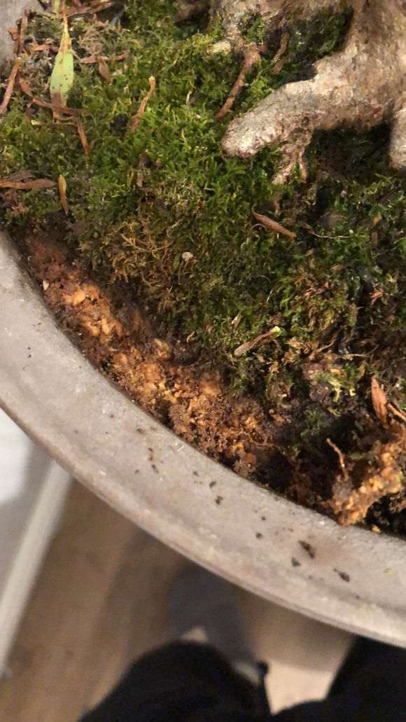 北方室内比较干燥 能养护杜鹃下山桩吗