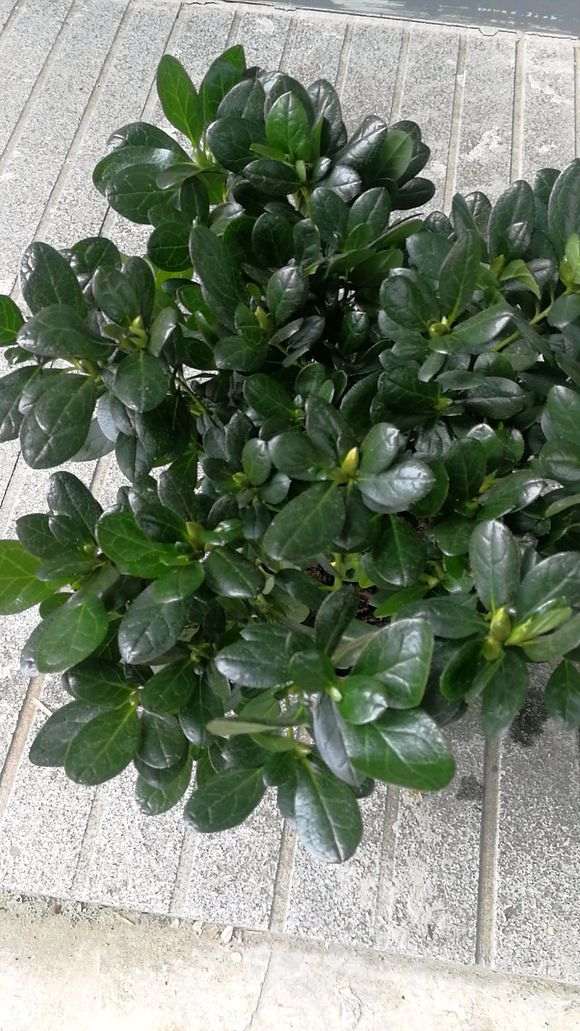 大家在哪里买的杜鹃下山桩