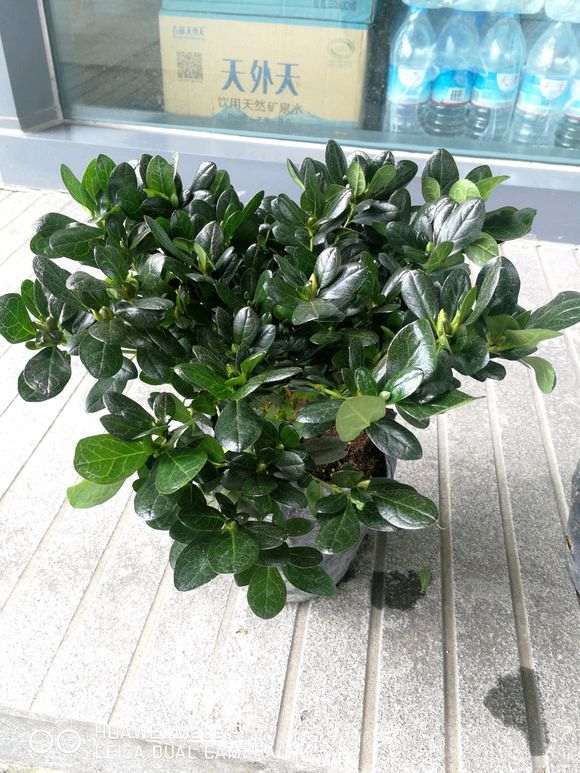 大家在哪里买的杜鹃下山桩