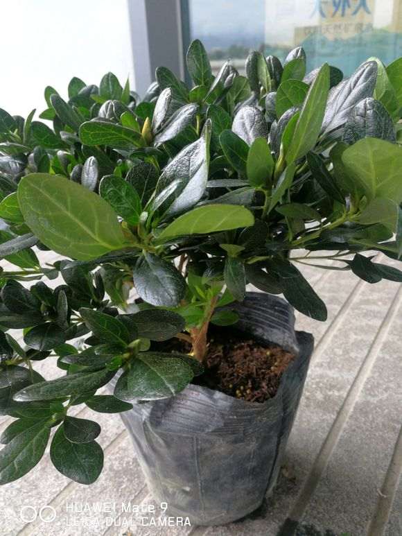 种杜鹃下山桩要用多大的盆合适 图片