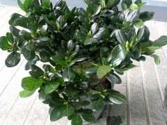 种杜鹃下山桩要用多大的盆合适 图片