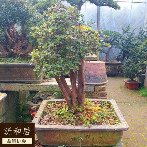 北方怎么养好杜鹃下山桩的4个方法