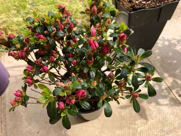 买了一盆杜鹃下山桩 好像生病了 怎么办