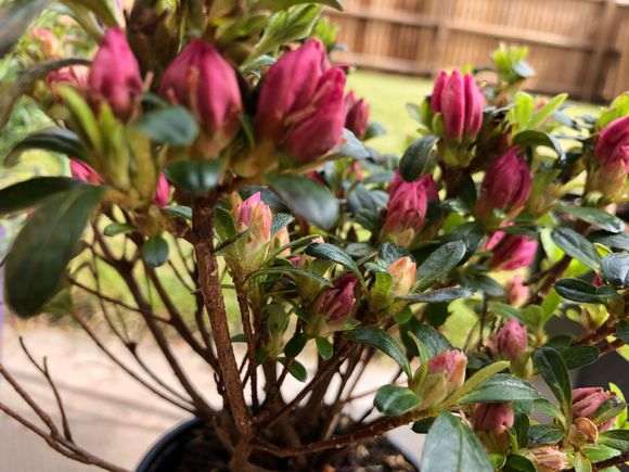 买了一盆杜鹃下山桩 好像生病了 怎么办