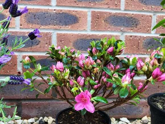 买了一盆杜鹃下山桩 好像生病了 怎么办