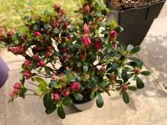 买了一盆杜鹃下山桩 好像生病了 怎么办