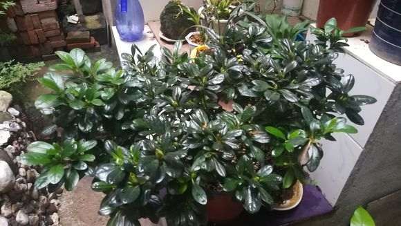 怎么让杜鹃下山桩叶子油亮的方法