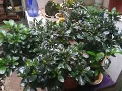 怎么让杜鹃下山桩叶子油亮的方法 图片