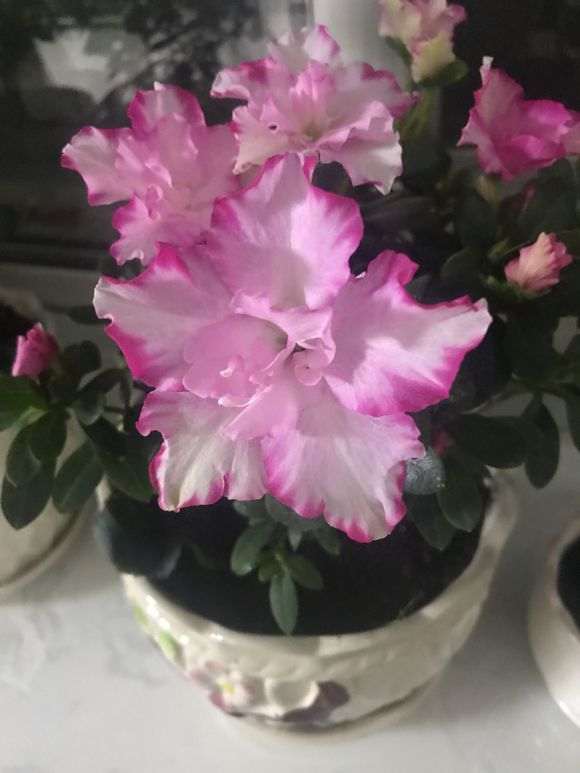 为什么西玛杜鹃下山桩花越开花越小