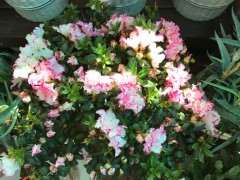 为什么西玛杜鹃下山桩花越开花越小 图片