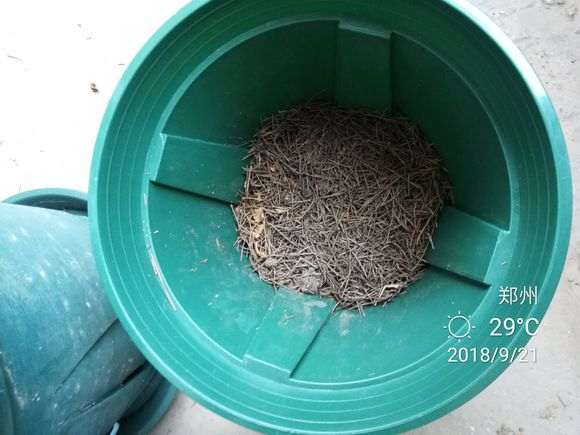 杜鹃下山桩怎么洗根上盆的方法