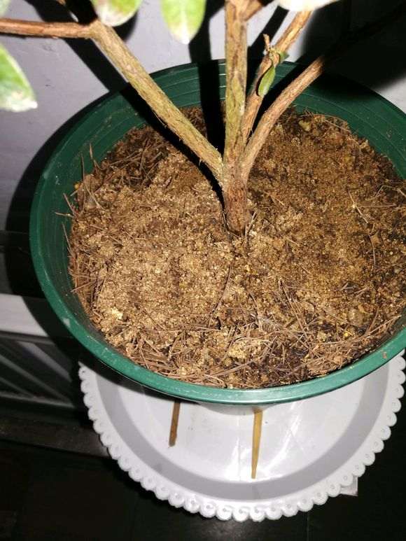 杜鹃下山桩怎么洗根上盆的方法