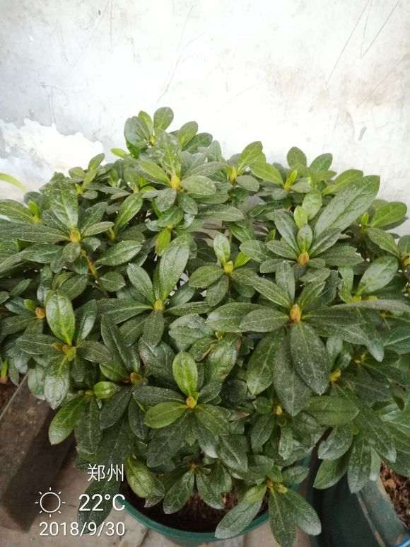 杜鹃下山桩浇水 土太疏松了 怎么办 图片