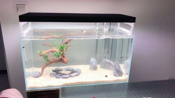 杜鹃下山桩根泡了6天了为何不沉水 图片