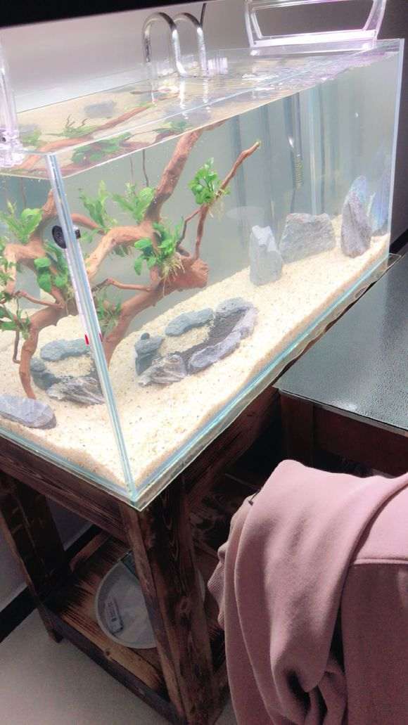 杜鹃下山桩根泡了6天了为何不沉水 图片