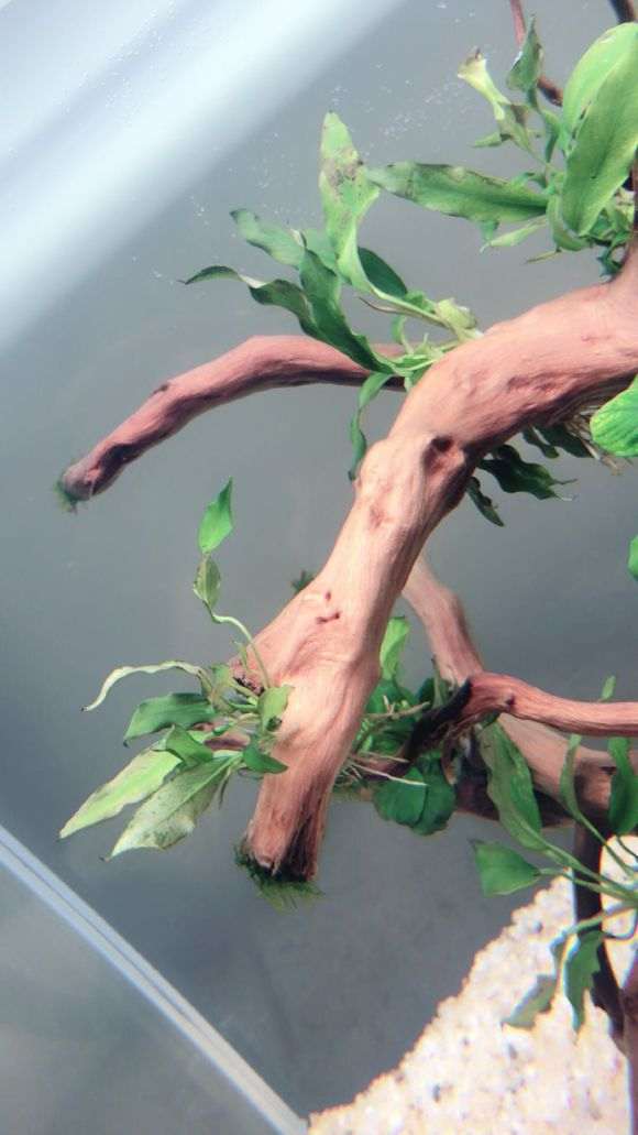 杜鹃下山桩根泡了6天了为何不沉水 图片