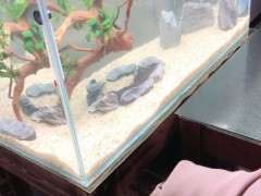 杜鹃下山桩根泡了6天了为何不沉水 图片