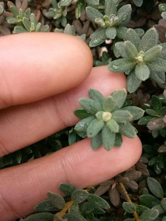 我的杜鹃下山桩老是养死 急求经验 图片