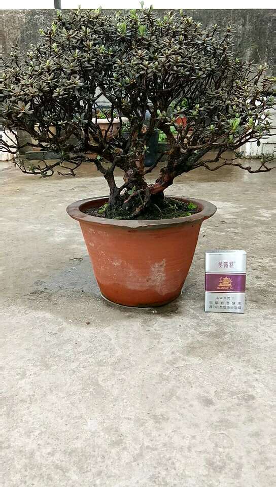 我的杜鹃下山桩老是养死 急求经验 图片