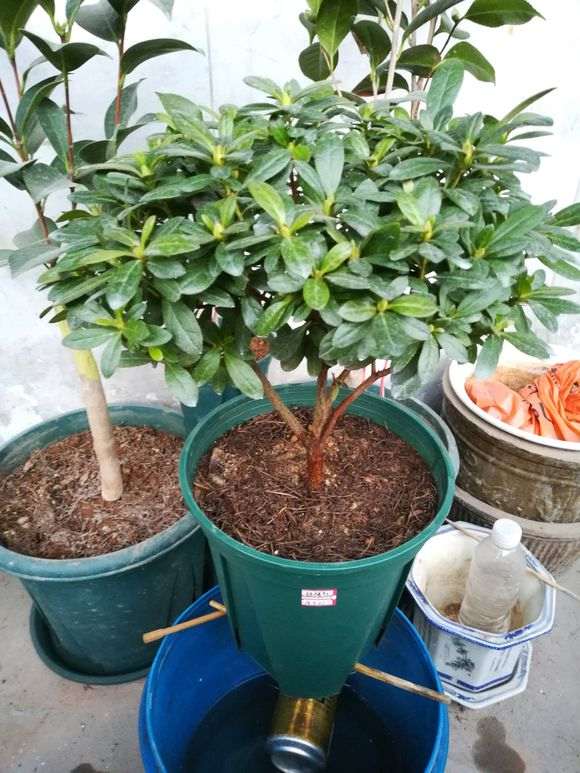 我的杜鹃下山桩老是养死 急求经验 图片