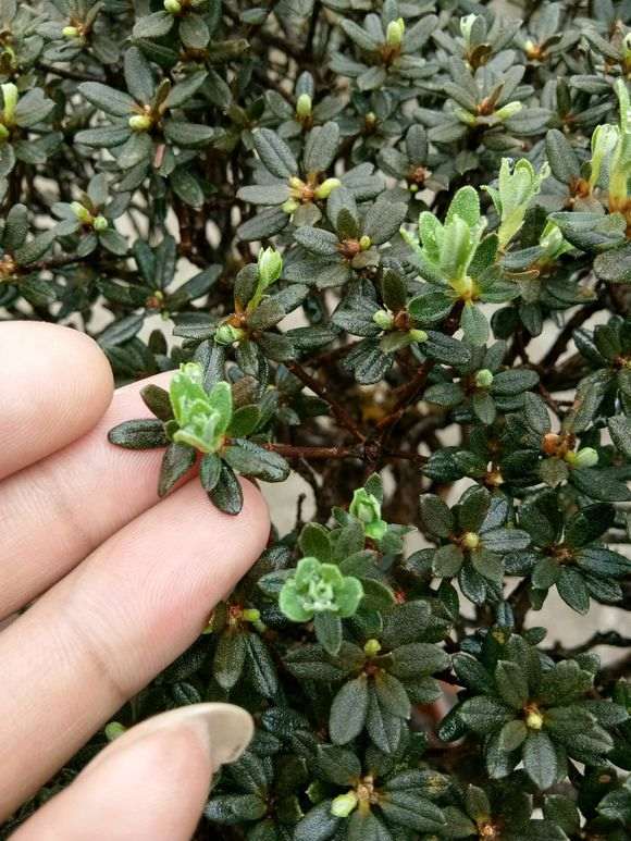 杜鹃下山桩发芽好多 老叶掉了不少 图片