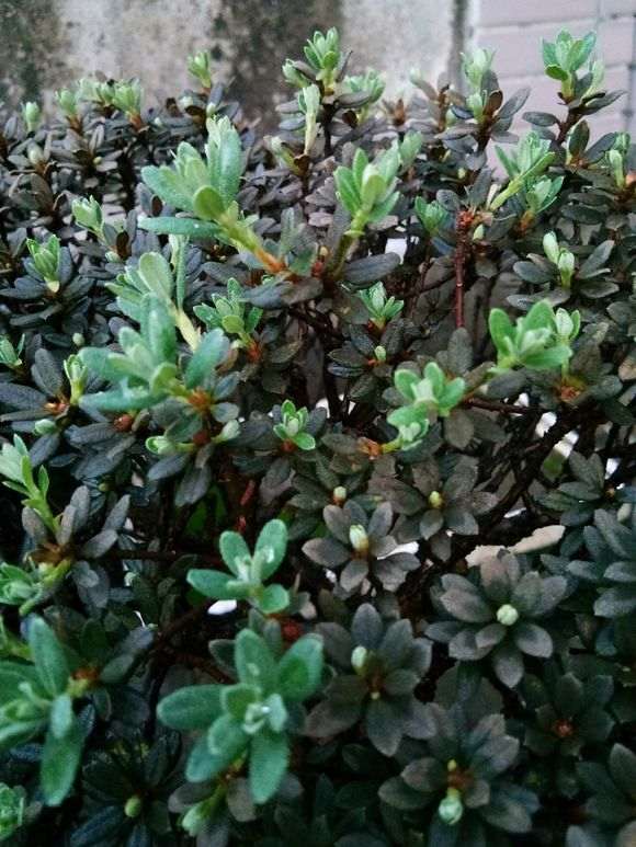 夏天 把杜鹃下山桩放空调房里能行不 图片