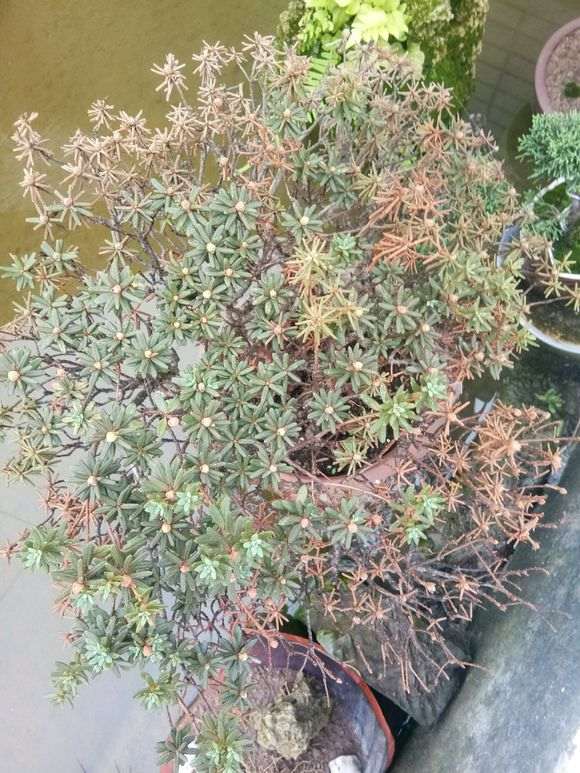 夏天 把杜鹃下山桩放空调房里能行不 图片