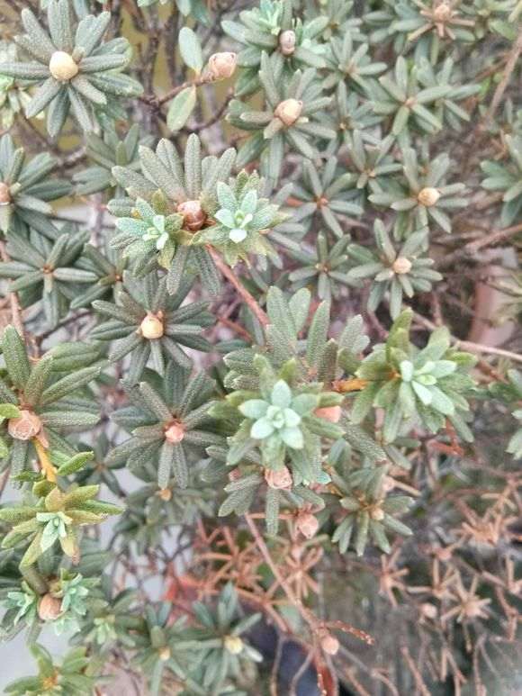 夏天 把杜鹃下山桩放空调房里能行不 图片