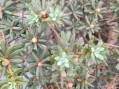 夏天 把杜鹃下山桩放空调房里能行不 图片