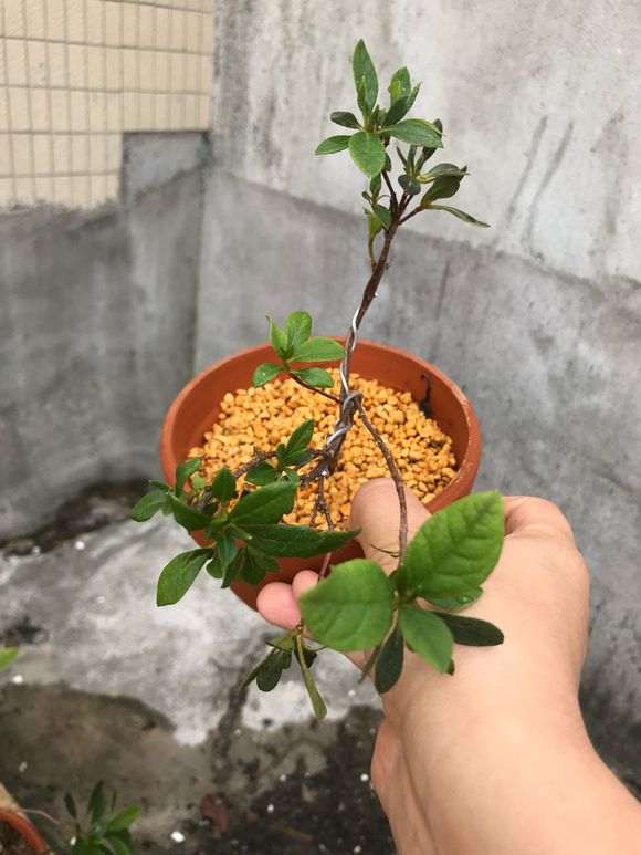 给杜鹃下山桩洗根有什么危害