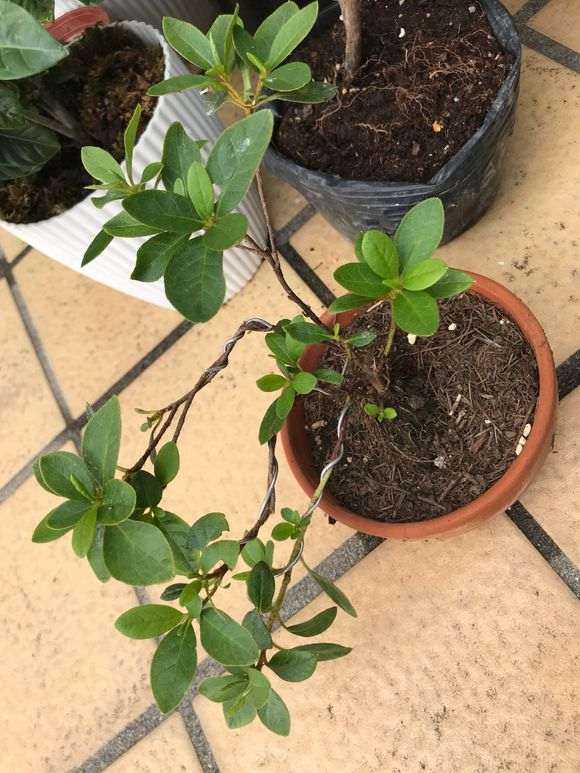 给杜鹃下山桩洗根有什么危害