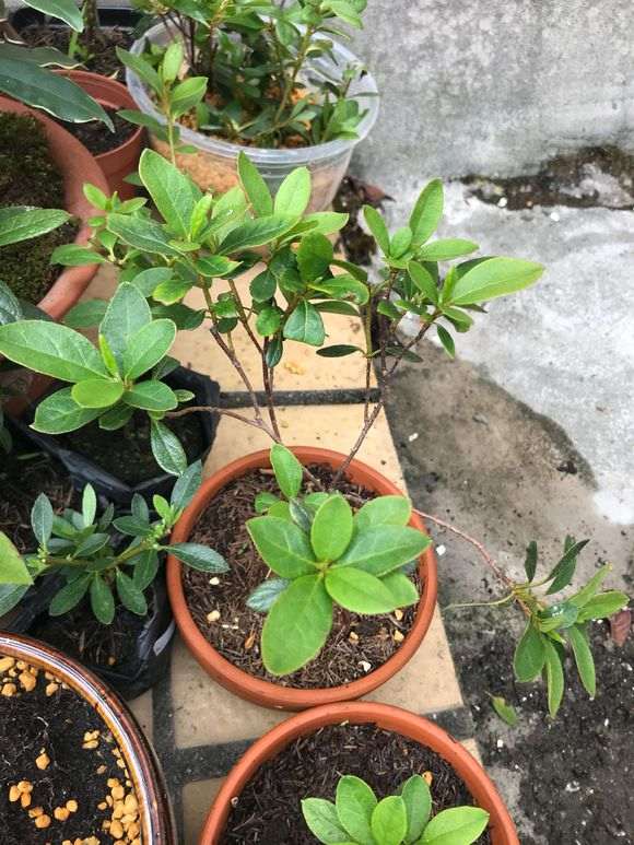 给杜鹃下山桩洗根有什么危害