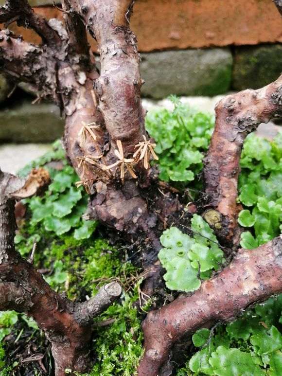 给杜鹃下山桩洗根有什么危害