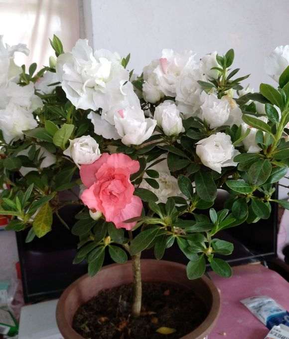 去年9月买的杜鹃下山桩 安全度夏了