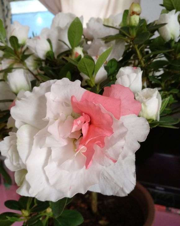 去年9月买的杜鹃下山桩 安全度夏了