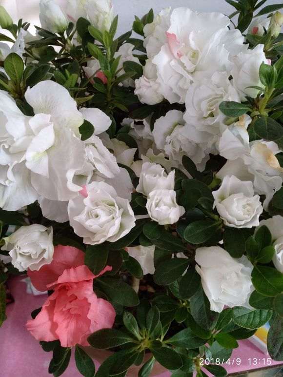 去年9月买的杜鹃下山桩 安全度夏了