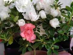 去年9月买的杜鹃下山桩 安全度夏了