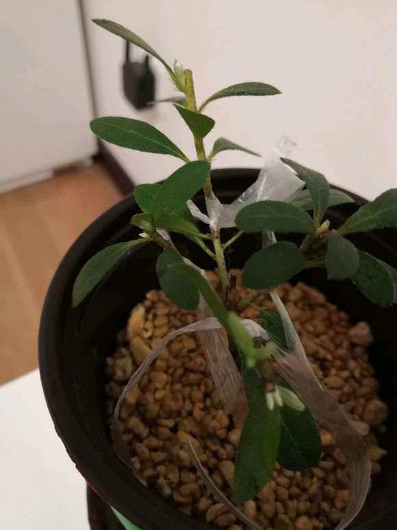 杜鹃下山桩嫁接多少天 叶子不枯萎 图片