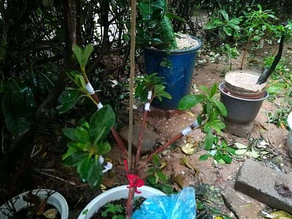 杜鹃下山桩嫁接多少天 叶子不枯萎 图片