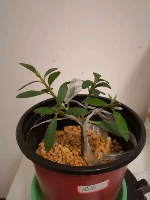 我刚入坑时 不懂买了一些杜鹃下山桩 贵啊