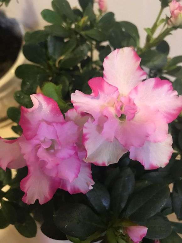 我的西玛杜鹃下山桩花越开花越小