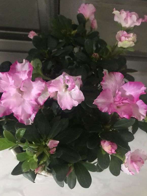 我的西玛杜鹃下山桩花越开花越小