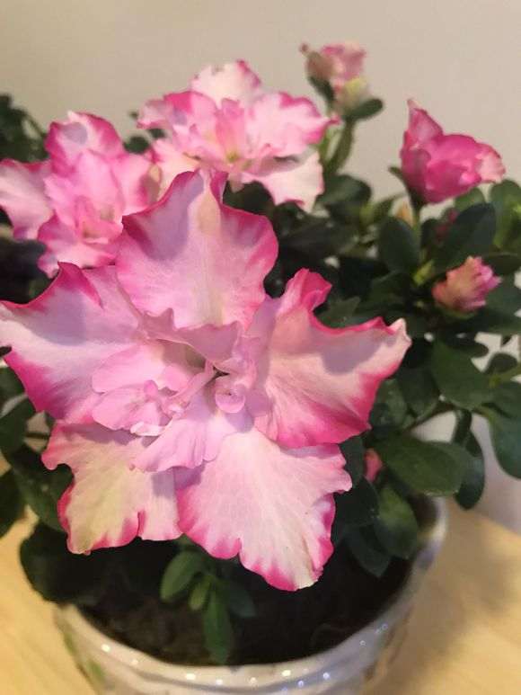 杜鹃下山桩有花苞 什么时候换盆 图片