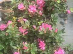 谁有养安酷杜鹃下山桩的经验 图片