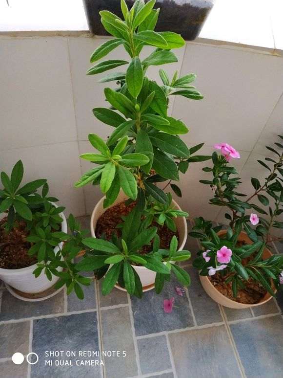 杜鹃下山桩养了半年 还要多久才会开花