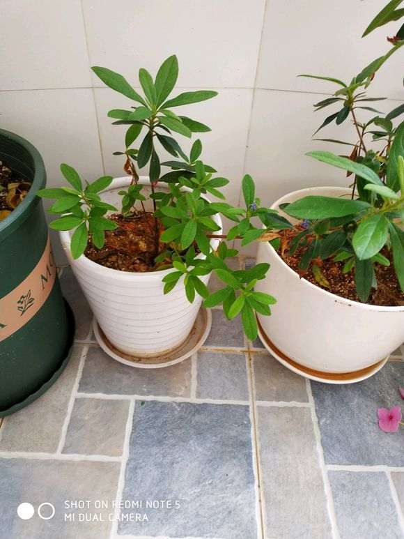 杜鹃下山桩养了半年 还要多久才会开花