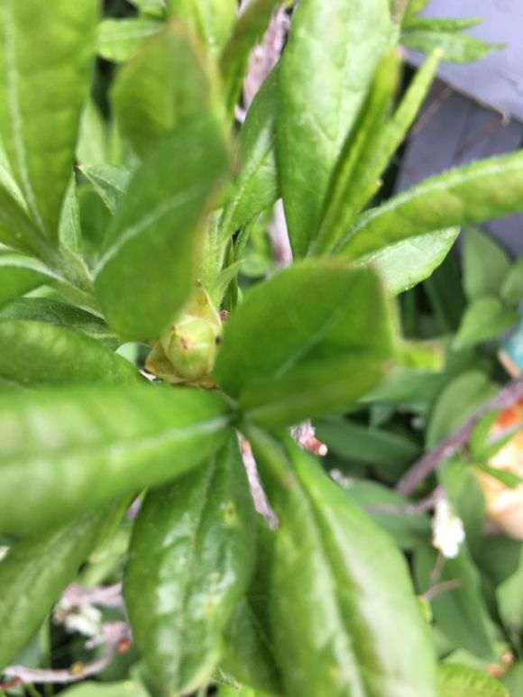 10度以下适合杜鹃下山桩生长吗