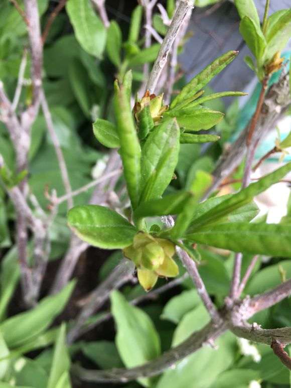 10度以下适合杜鹃下山桩生长吗